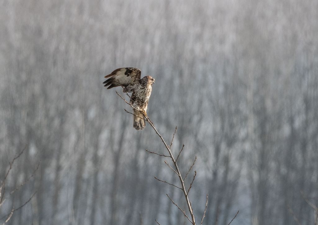 Poiana (Buteo buteo)